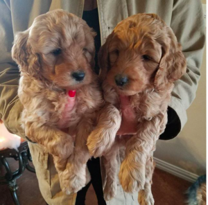 Buying a Puppy | Goldendoodle Puppies Texas