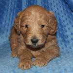 Goldendoodle Puppies Texas Gorgeous Goldendoodles