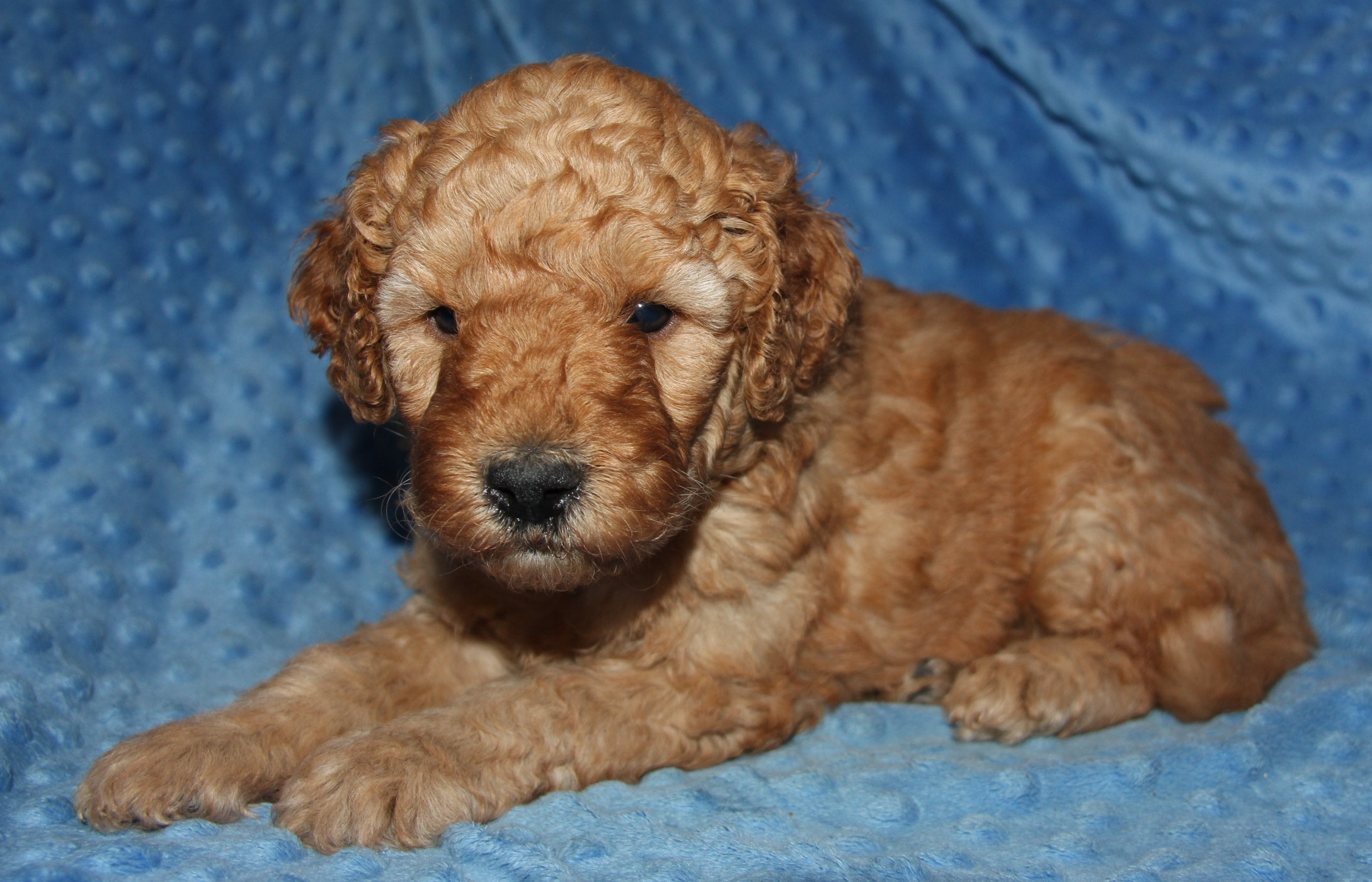 Mini F1b Goldendoodle Puppies Texas