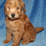 Puppies Available Goldendoodle Puppies Texas