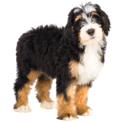 Bernedoodle