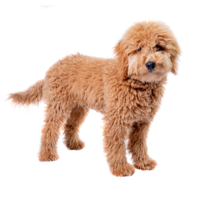 Goldendoodle