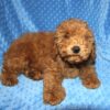 Maverick Click on Me!! - Image 11