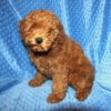 Maverick Click on Me!! - Image 9