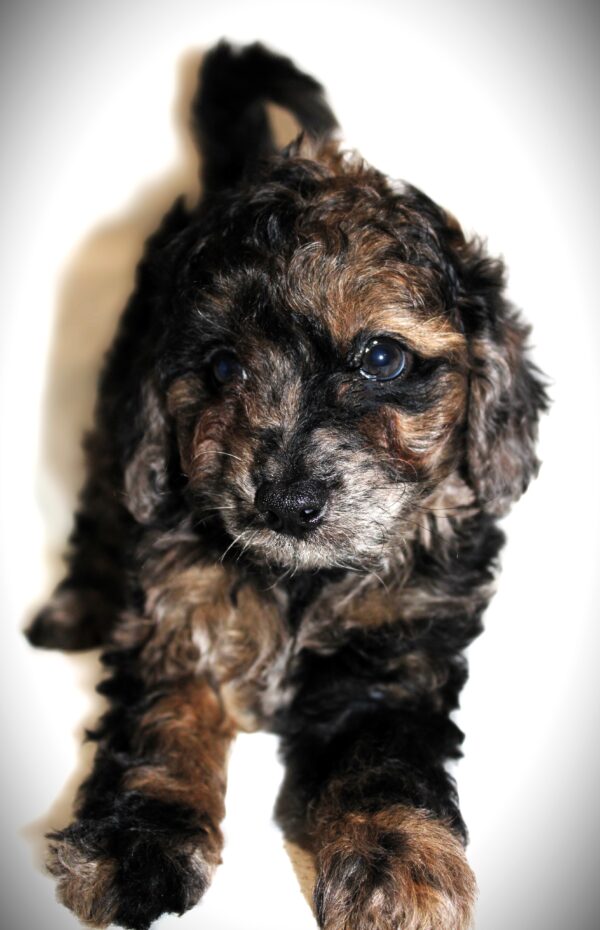 Daniel Craig Mini goldendoodle 😉 Click on Me!! - Image 11