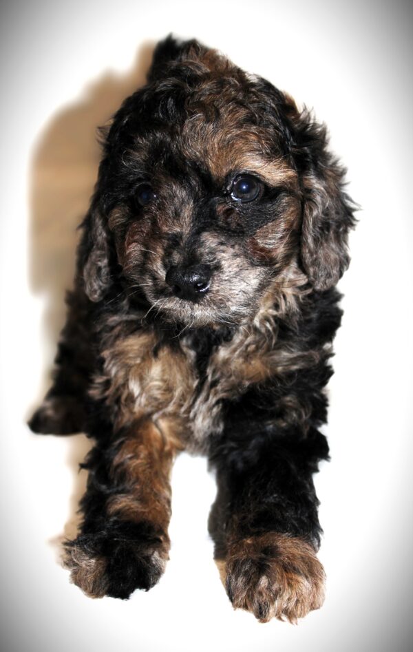 Daniel Craig Mini goldendoodle 😉 Click on Me!! - Image 12