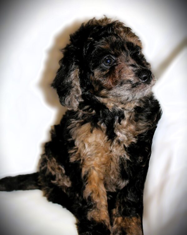 Daniel Craig Mini goldendoodle 😉 Click on Me!! - Image 9