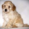 Oliver😉 Click on Me!! - Image 2