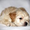 Oliver😉 Click on Me!! - Image 3