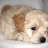 Oliver😉 Click on Me!! - Image 4