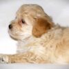 Oliver😉 Click on Me!! - Image 10