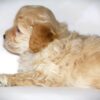 Oliver😉 Click on Me!! - Image 11