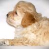 Oliver😉 Click on Me!! - Image 12