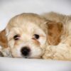 Oliver😉 Click on Me!! - Image 14