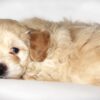 Oliver😉 Click on Me!! - Image 15