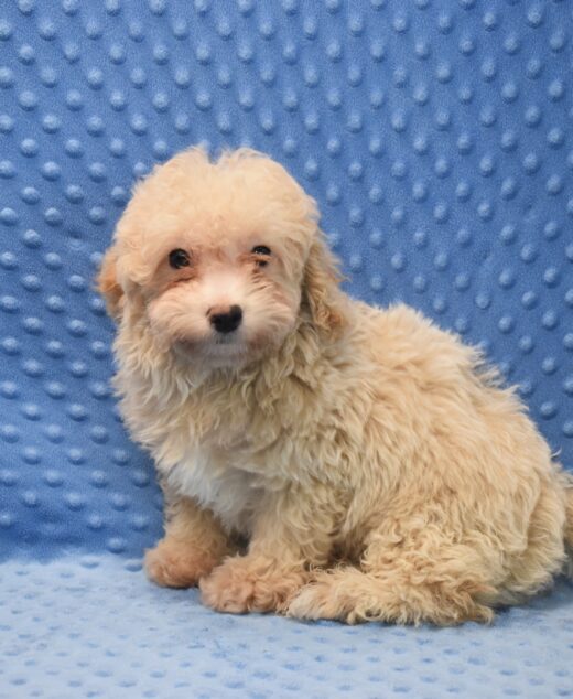 Cooper😉 Click on Me!!
