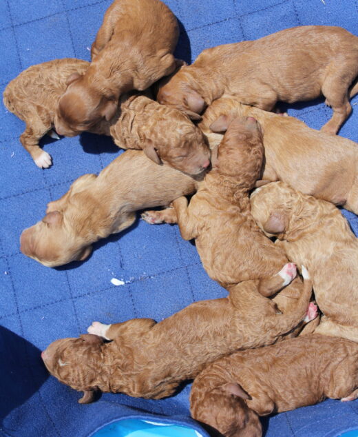 The Rare Clumberdoodle Puppies Just Born!!!! 7/12/2026