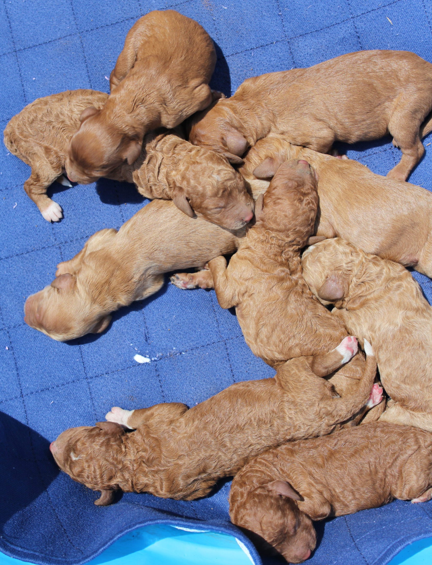 Rare Clumberdoodle Puppies!! 7 to choose from!!πClick on Me!! - Image 98