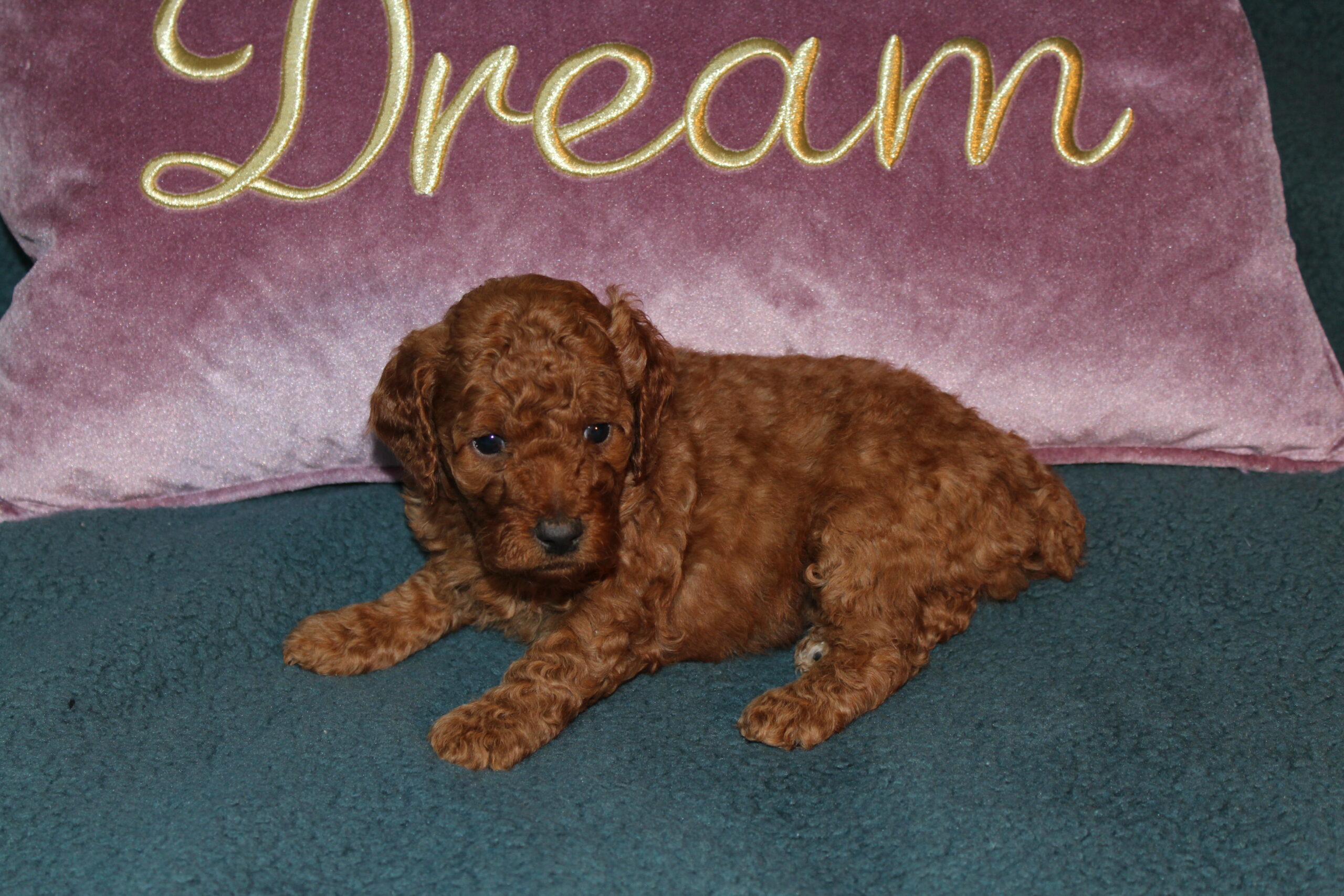 Rare Clumberdoodle Puppies!! 7 to choose from!!πClick on Me!! - Image 26