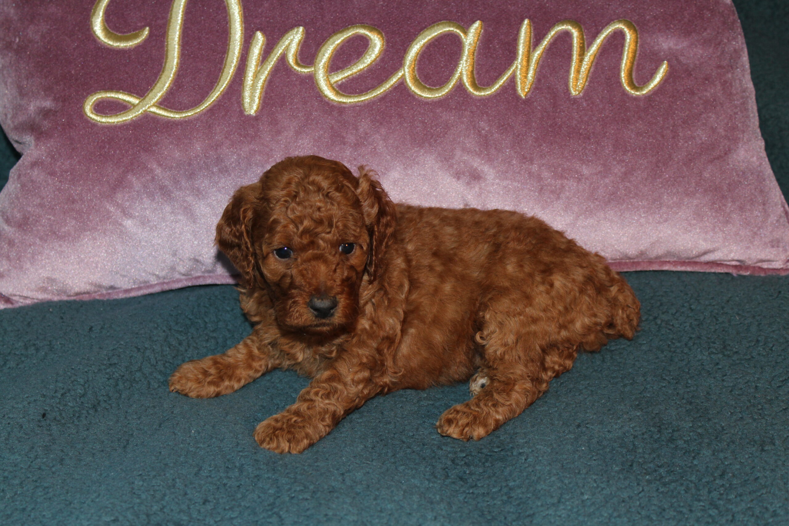 Rare Clumberdoodle Puppies!! 7 to choose from!!πClick on Me!! - Image 18