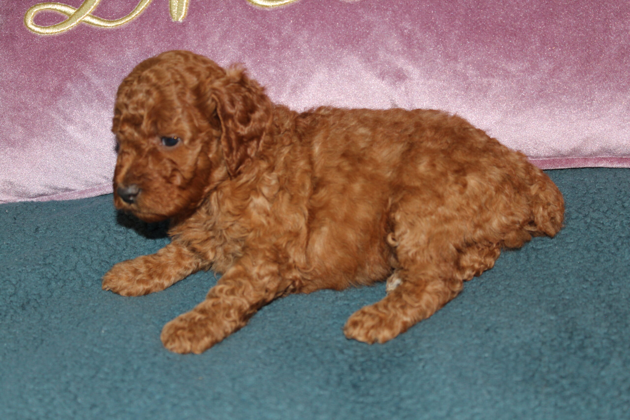 Rare Clumberdoodle Puppies!! 7 to choose from!!πClick on Me!! - Image 19