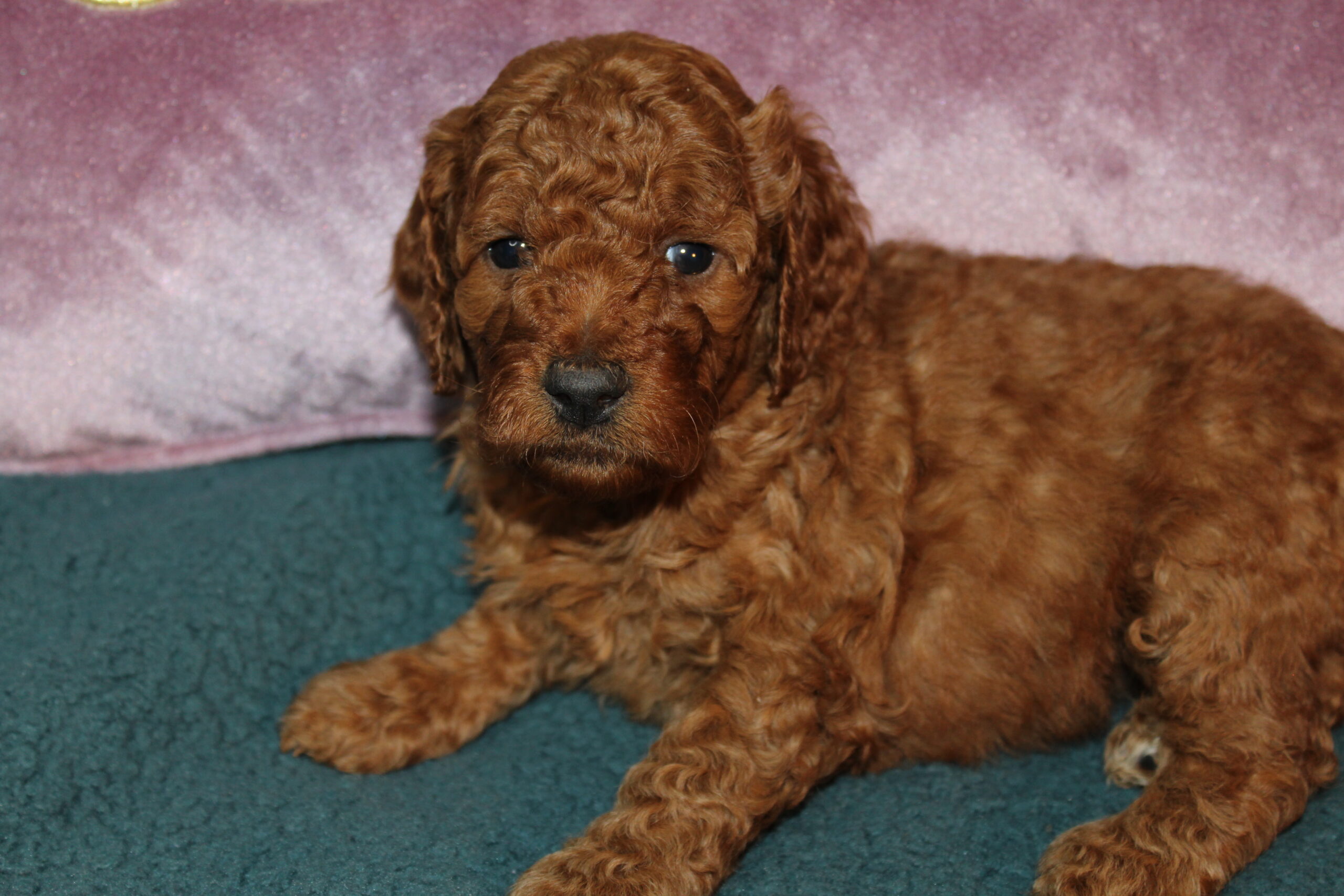 Rare Clumberdoodle Puppies!! 7 to choose from!!πClick on Me!! - Image 20