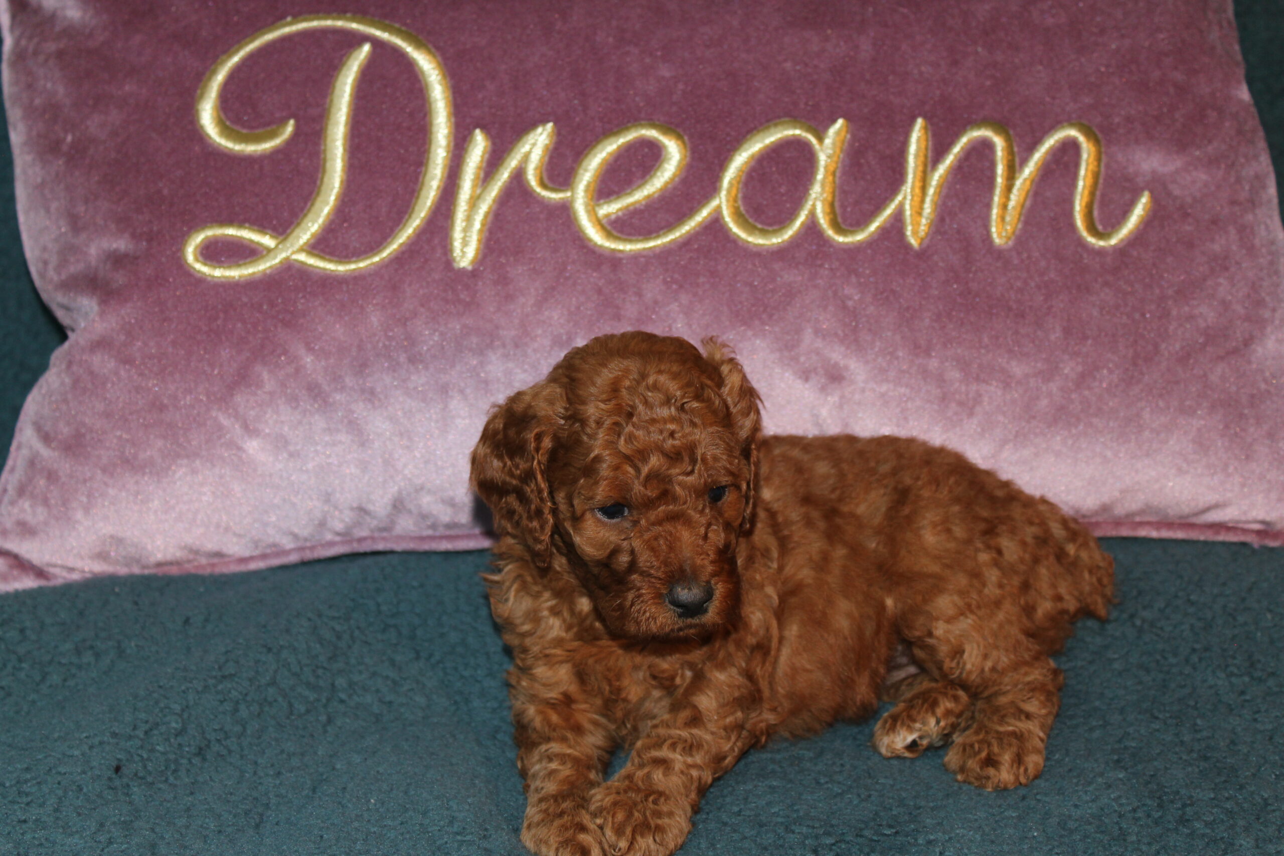 Rare Clumberdoodle Puppies!! 7 to choose from!!πClick on Me!! - Image 22