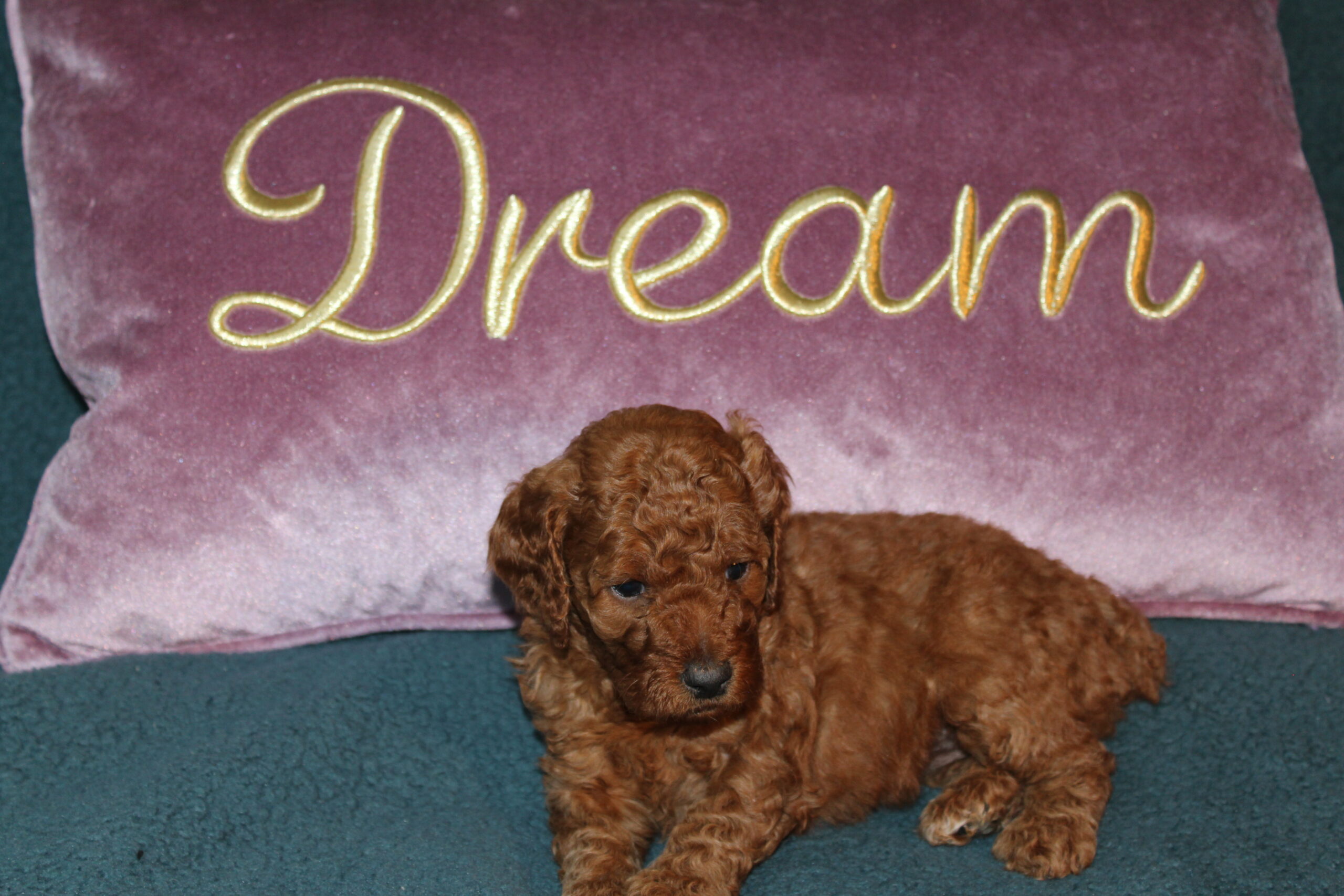 Rare Clumberdoodle Puppies!! 7 to choose from!!πClick on Me!! - Image 23