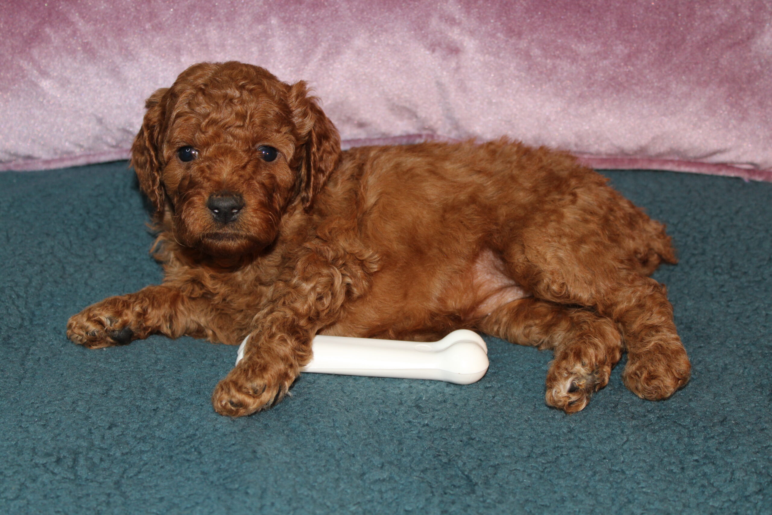 Rare Clumberdoodle Puppies!! 7 to choose from!!πClick on Me!! - Image 24