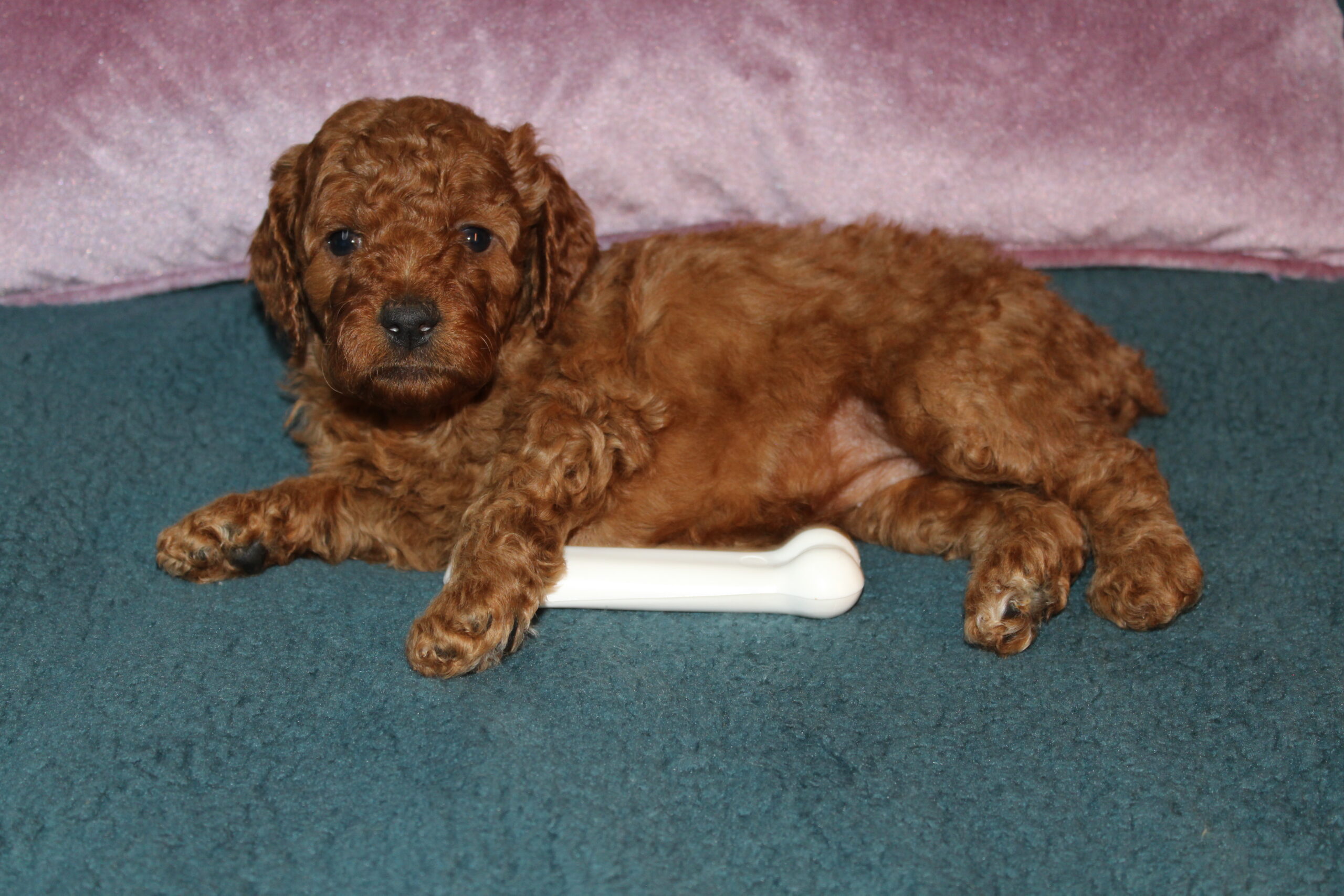 Rare Clumberdoodle Puppies!! 7 to choose from!!πClick on Me!! - Image 25