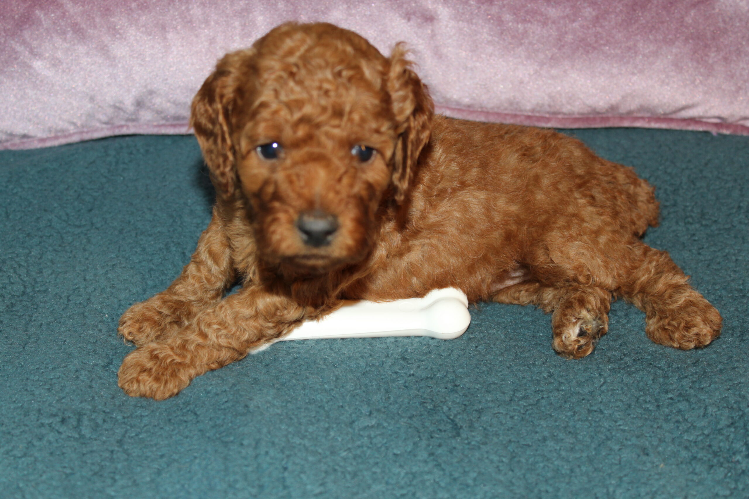 Rare Clumberdoodle Puppies!! 7 to choose from!!πClick on Me!! - Image 21