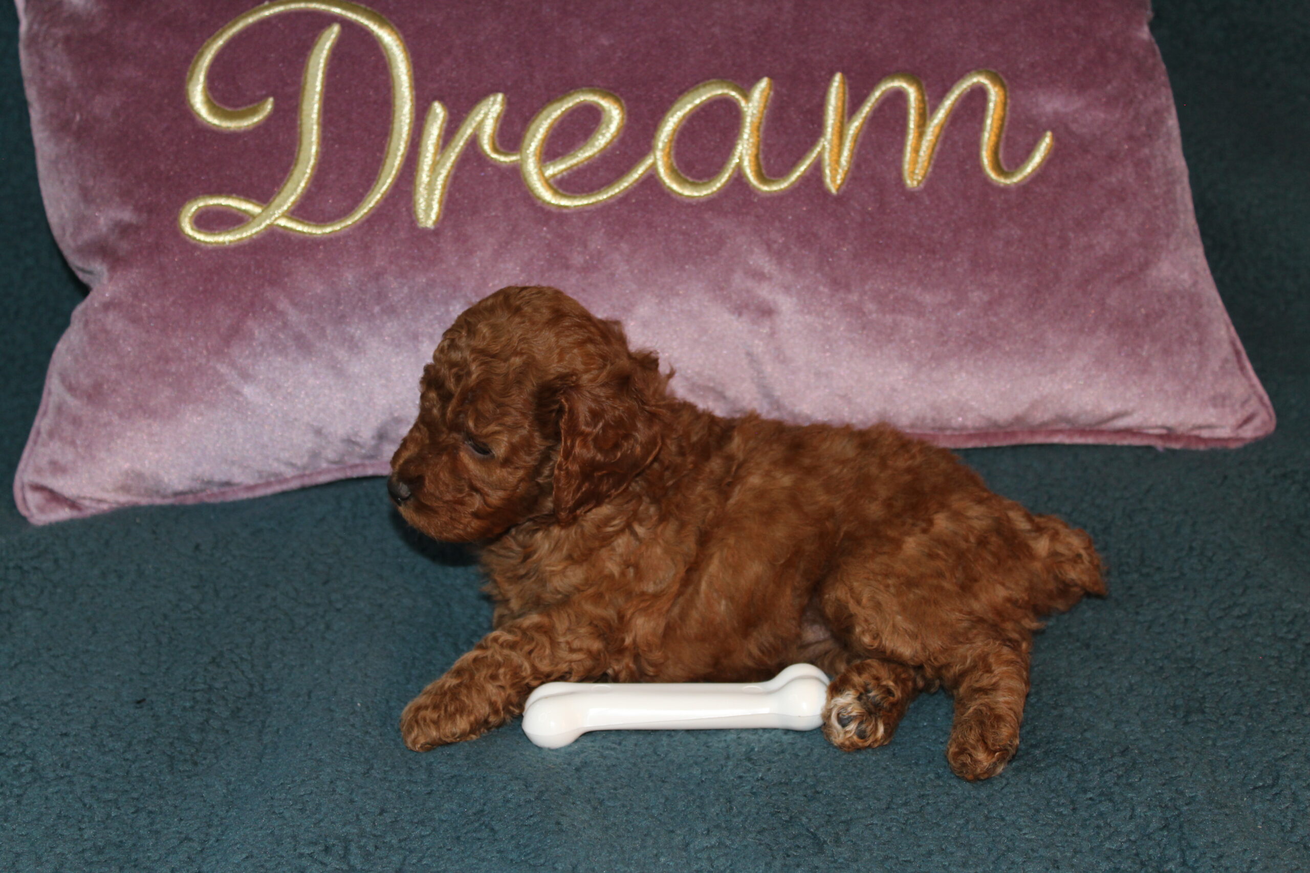 Rare Clumberdoodle Puppies!! 7 to choose from!!πClick on Me!! - Image 27