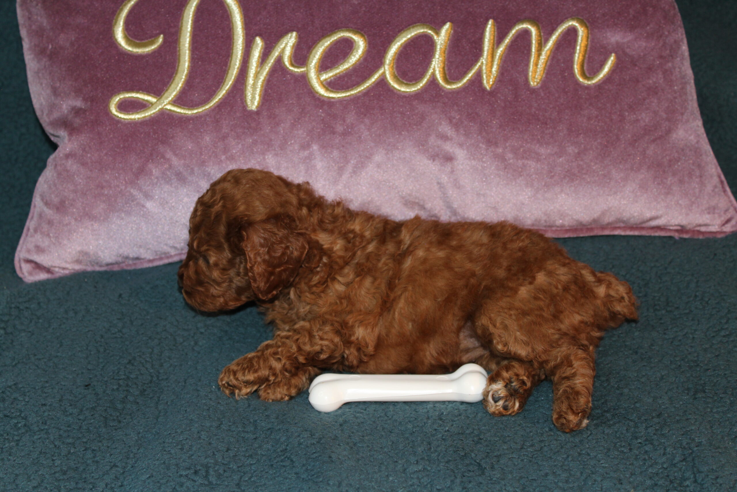Rare Clumberdoodle Puppies!! 7 to choose from!!πClick on Me!! - Image 28