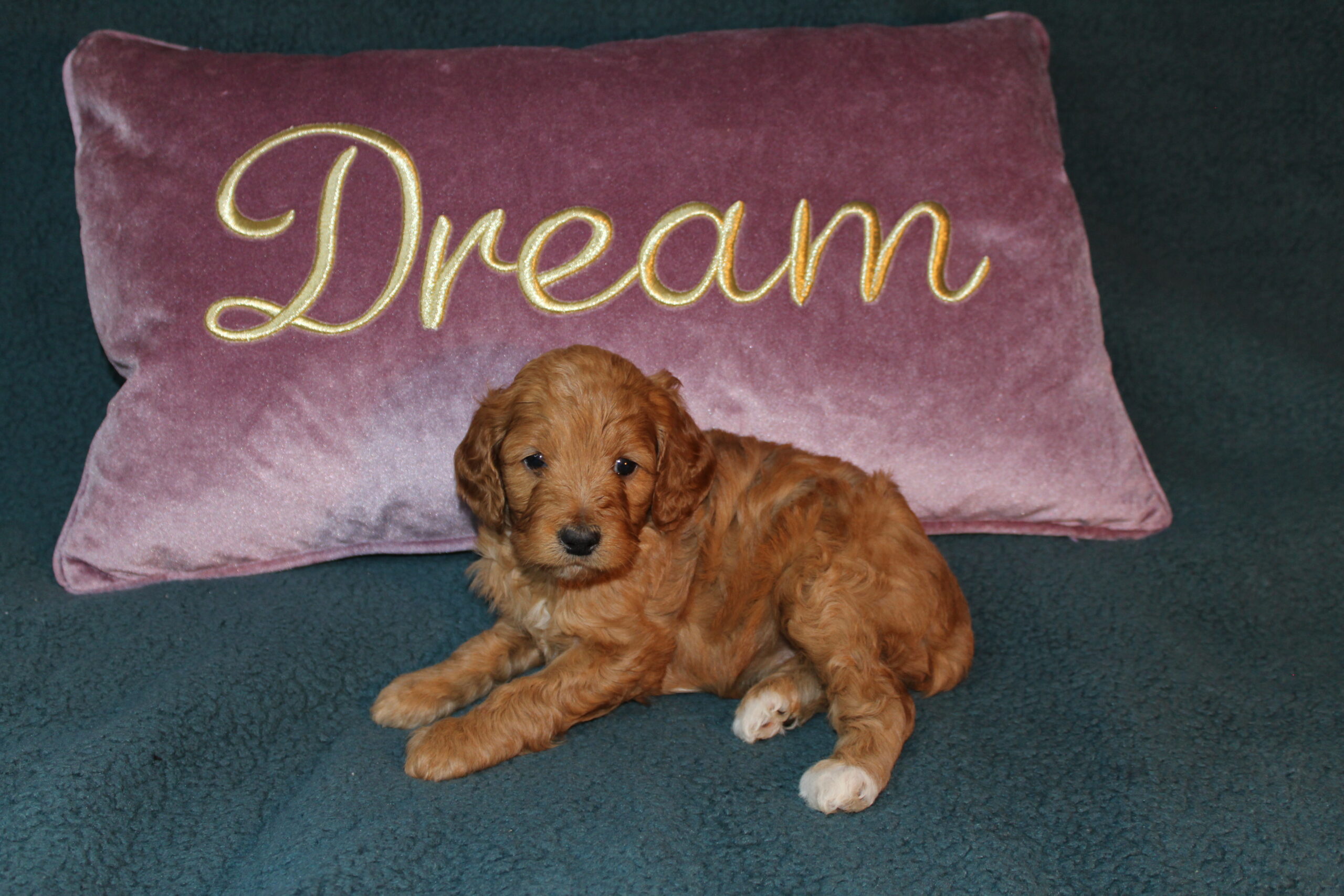 Rare Clumberdoodle Puppies!! 7 to choose from!!πClick on Me!! - Image 40