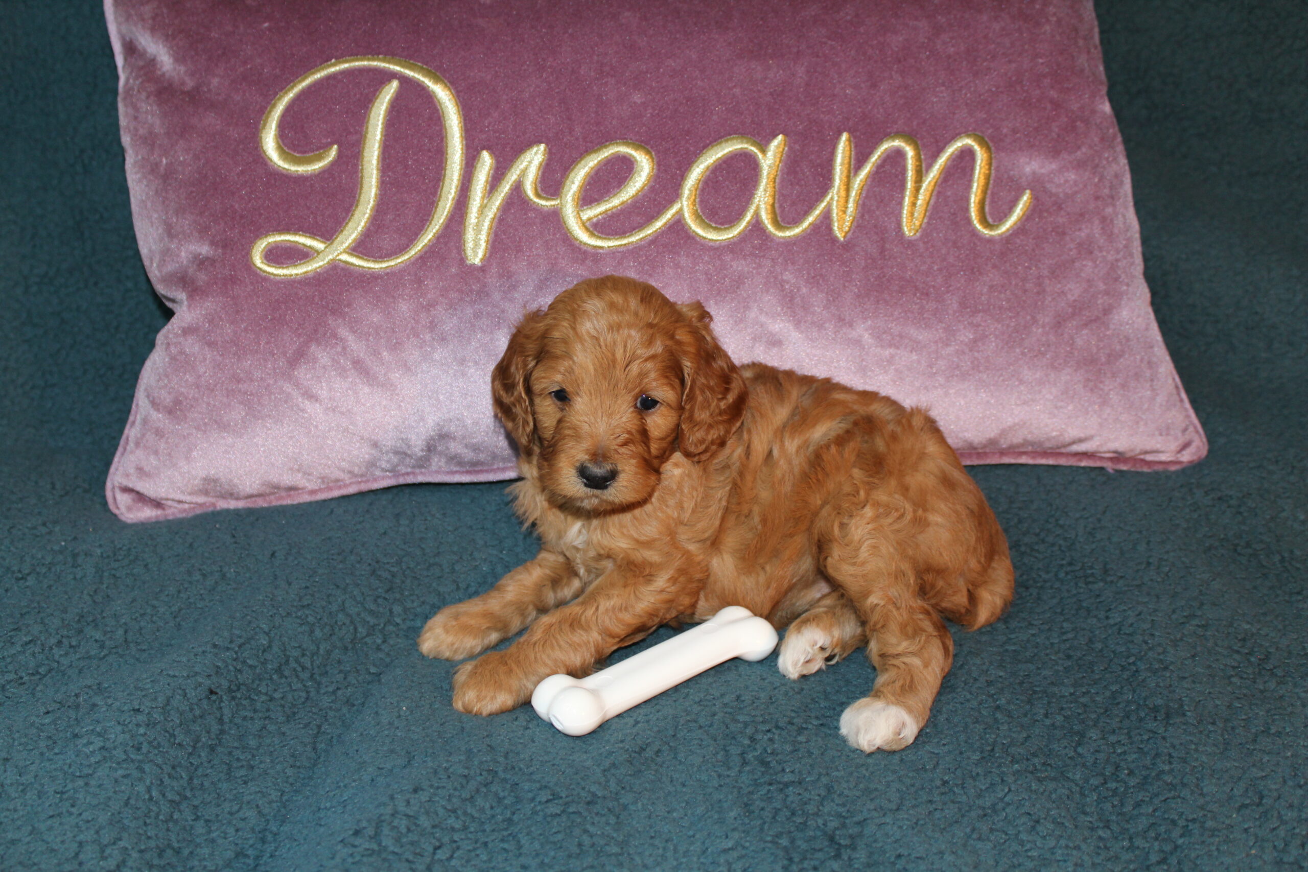 Rare Clumberdoodle Puppies!! 7 to choose from!!πClick on Me!! - Image 39