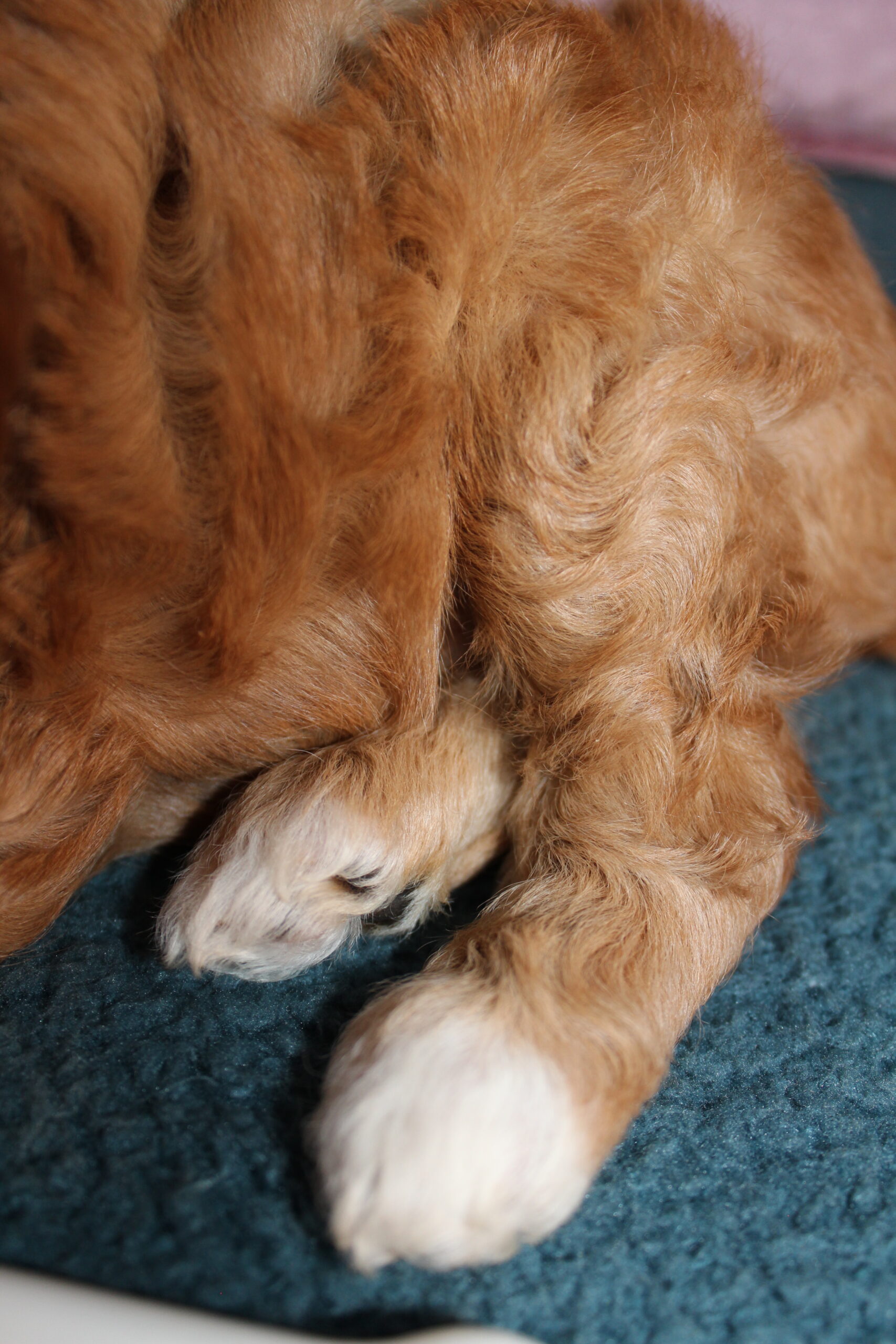 Rare Clumberdoodle Puppies!! 7 to choose from!!πClick on Me!! - Image 38