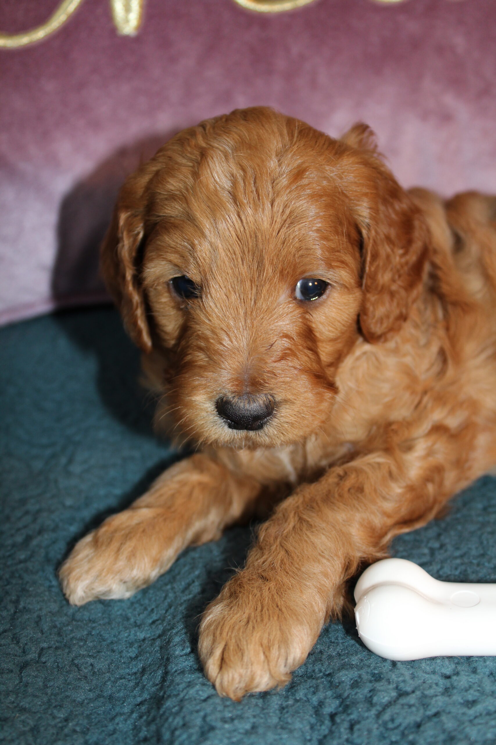 Rare Clumberdoodle Puppies!! 7 to choose from!!πClick on Me!! - Image 37