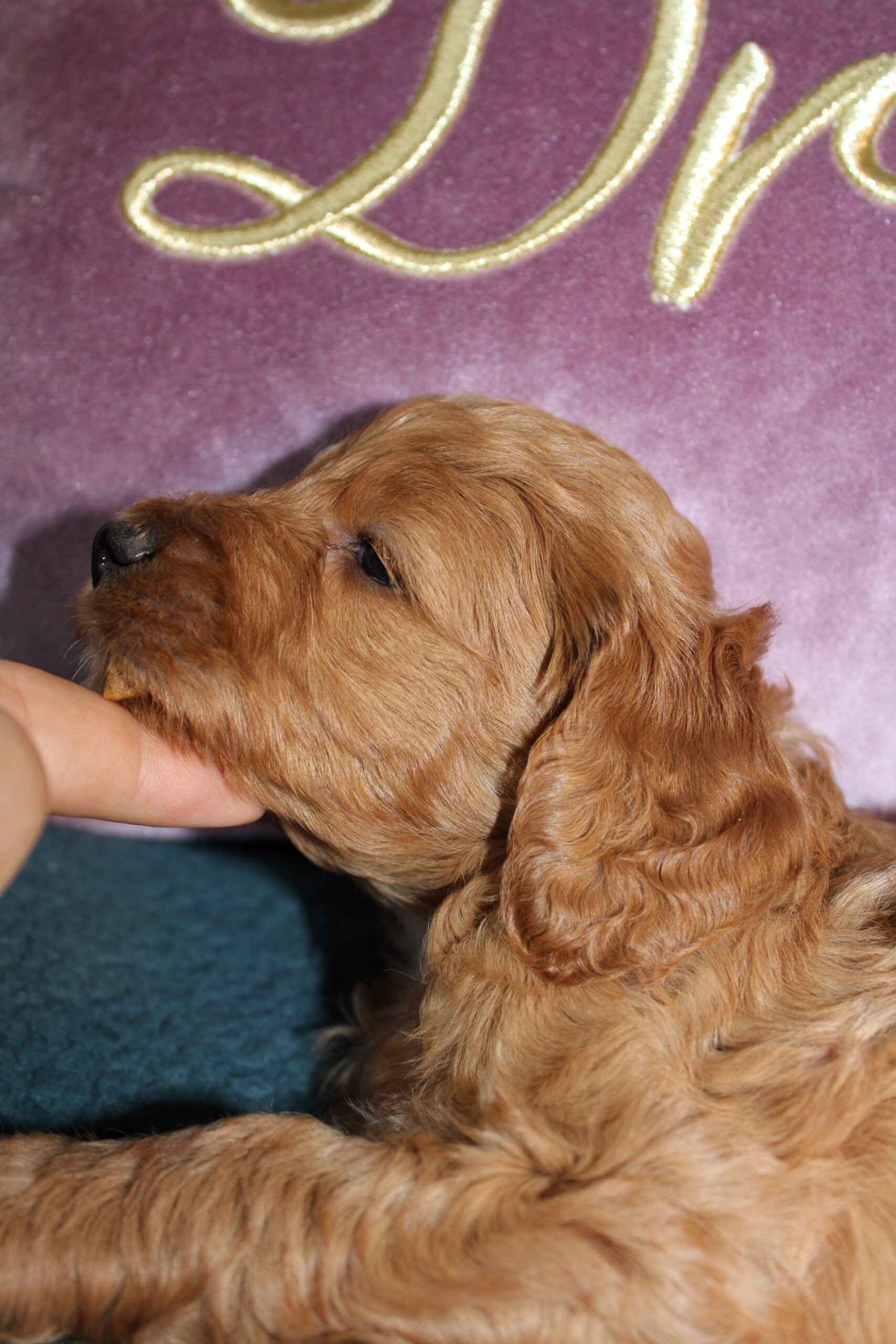 Rare Clumberdoodle Puppies!! 7 to choose from!!πClick on Me!! - Image 35