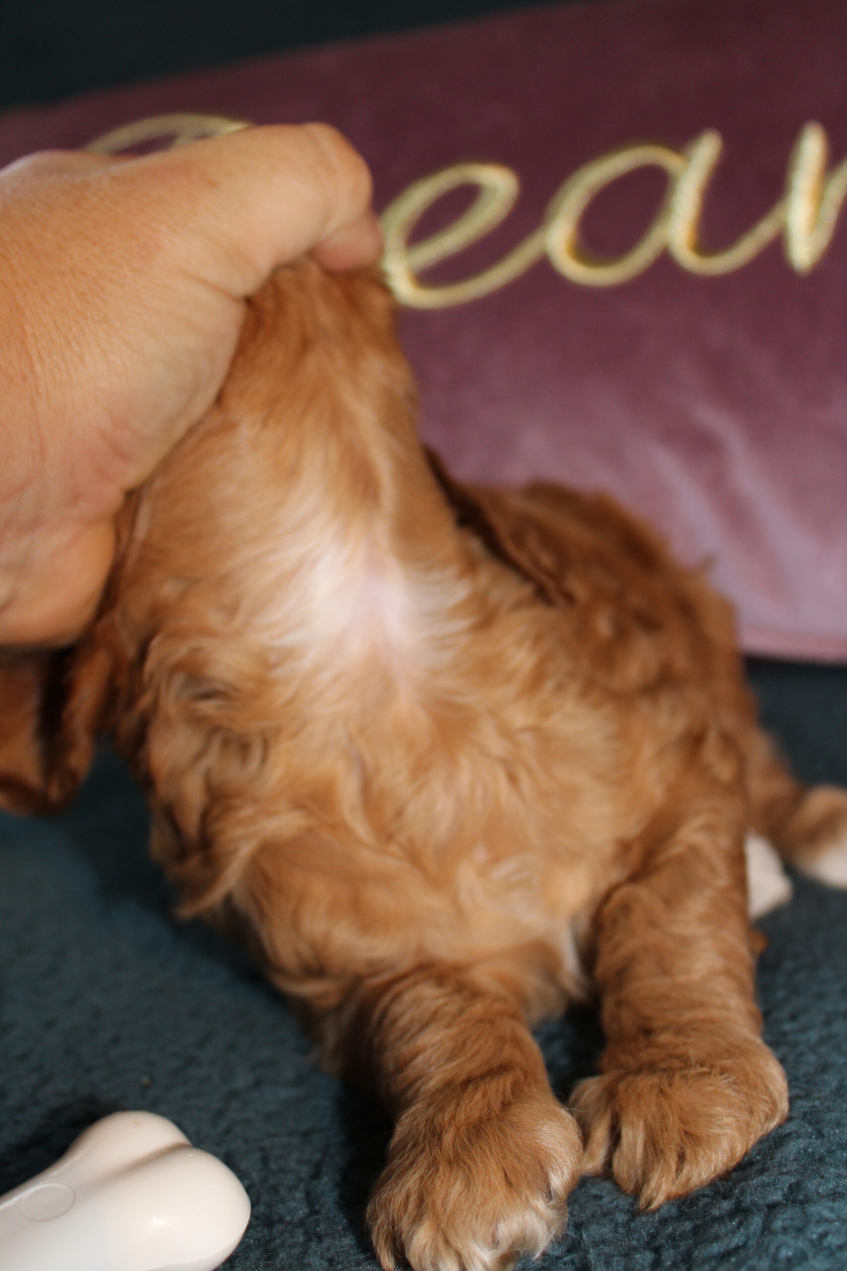 Rare Clumberdoodle Puppies!! 7 to choose from!!πClick on Me!! - Image 31