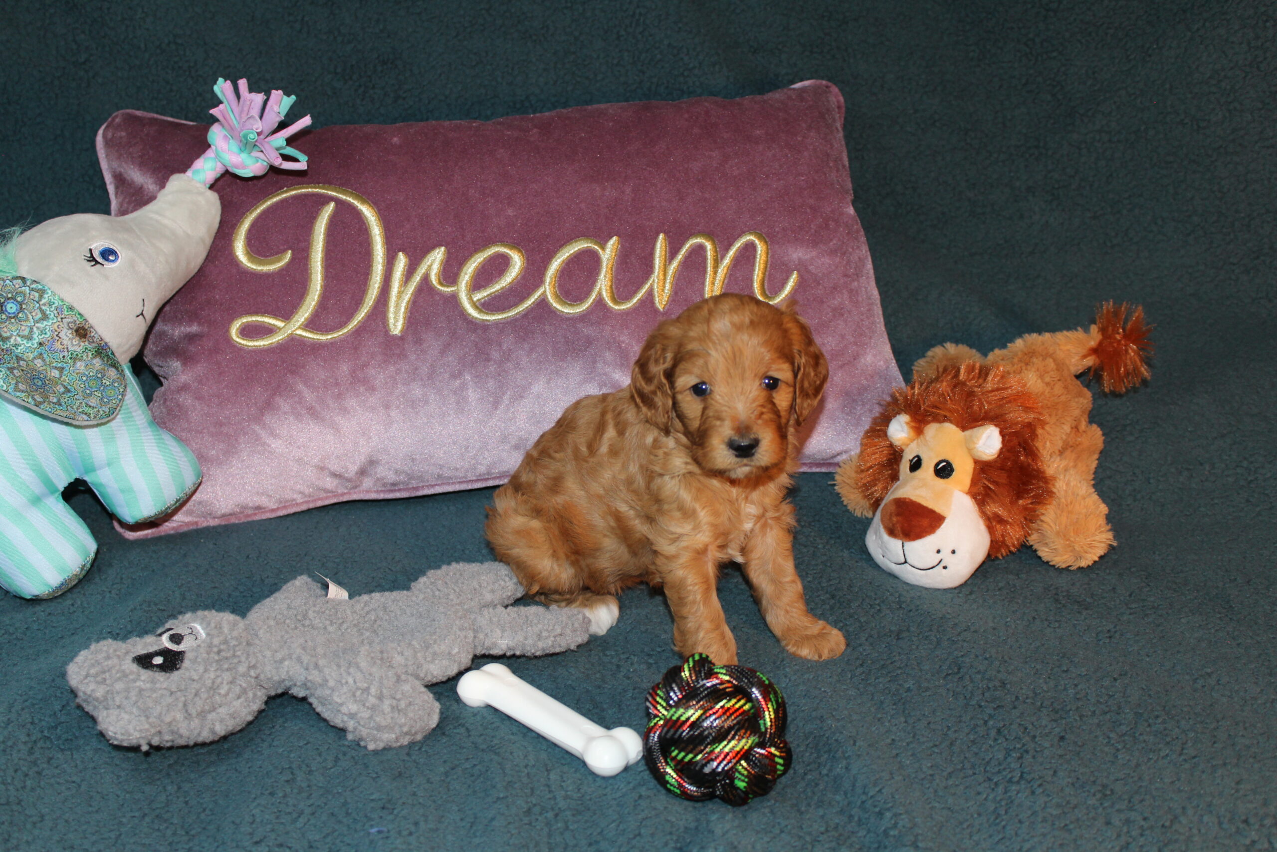 Rare Clumberdoodle Puppies!! 7 to choose from!!πClick on Me!! - Image 34
