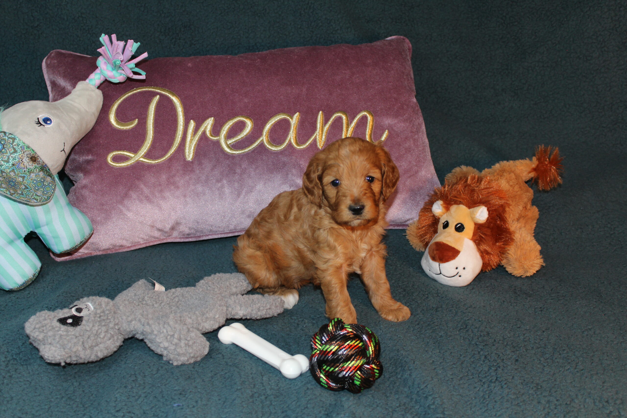 Rare Clumberdoodle Puppies!! 7 to choose from!!πClick on Me!! - Image 33