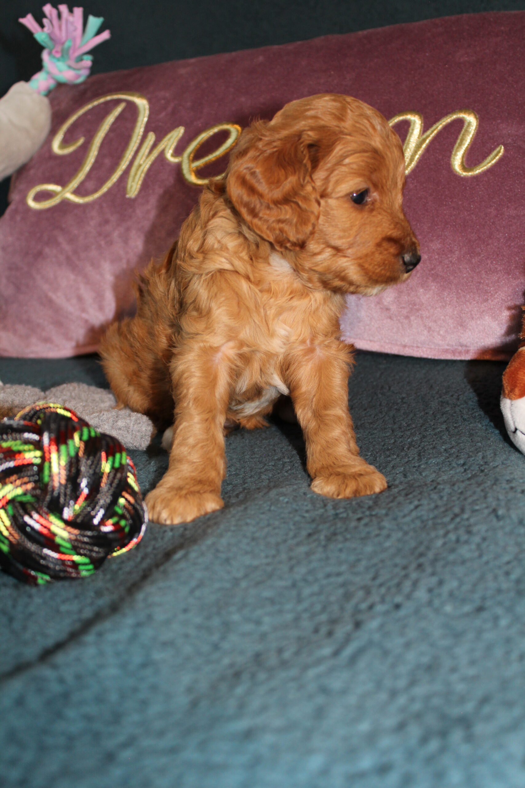 Rare Clumberdoodle Puppies!! 7 to choose from!!πClick on Me!! - Image 32