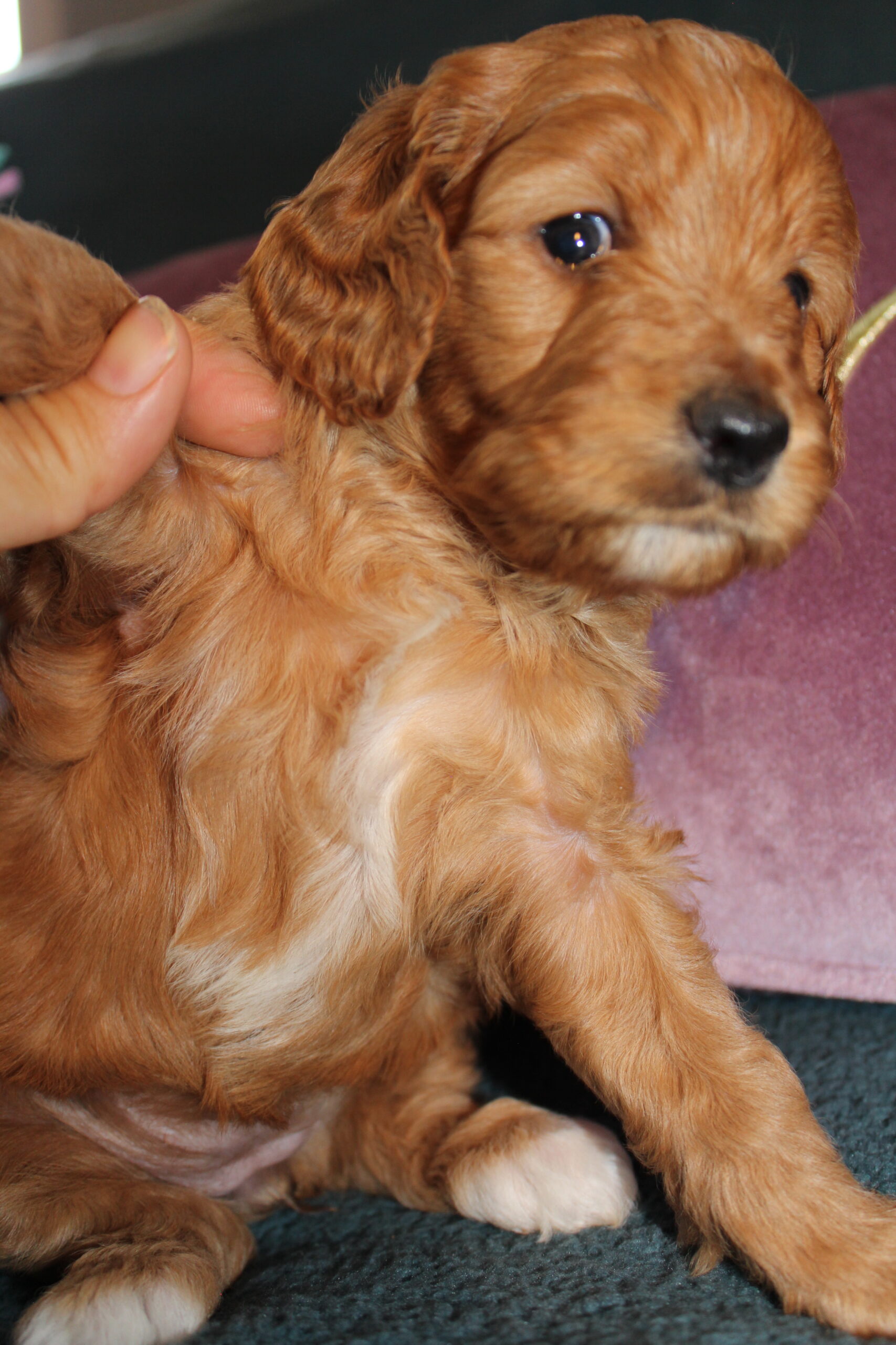 Rare Clumberdoodle Puppies!! 7 to choose from!!πClick on Me!! - Image 30