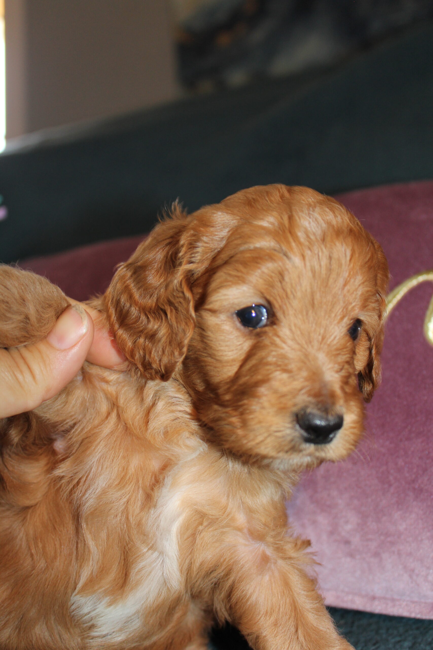 Rare Clumberdoodle Puppies!! 7 to choose from!!πClick on Me!! - Image 29