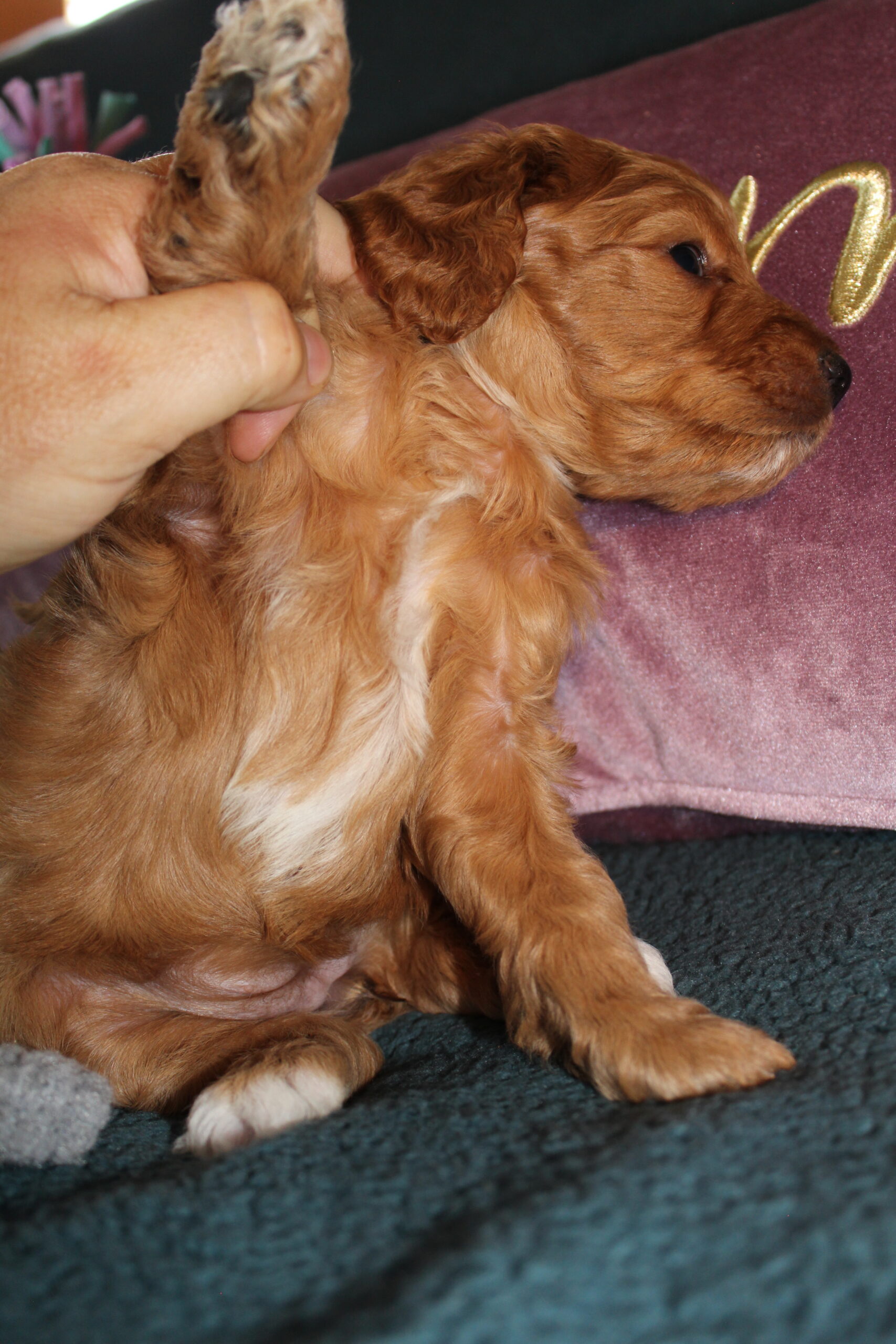 Rare Clumberdoodle Puppies!! 7 to choose from!!πClick on Me!! - Image 36