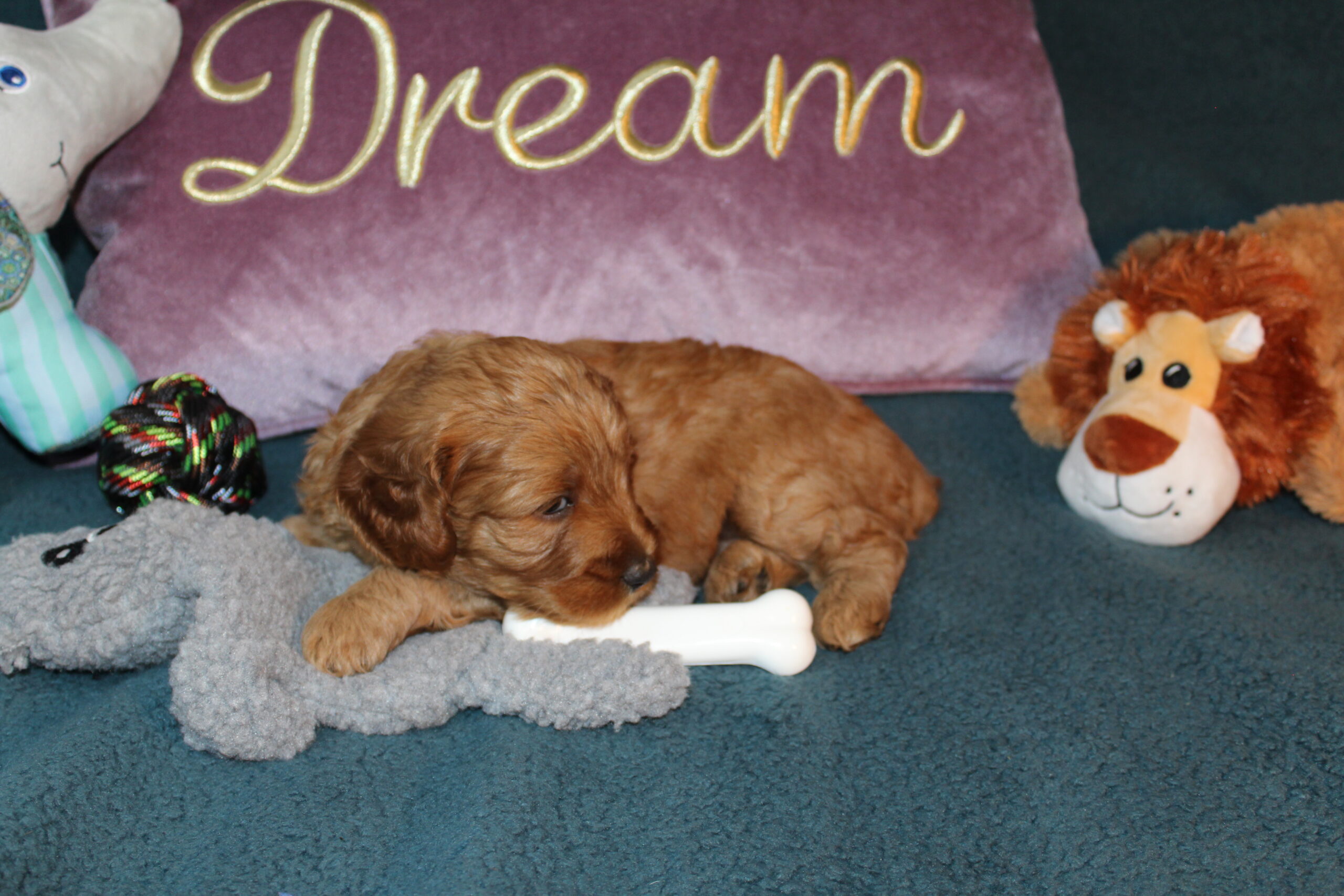 Rare Clumberdoodle Puppies!! 7 to choose from!!πClick on Me!! - Image 17