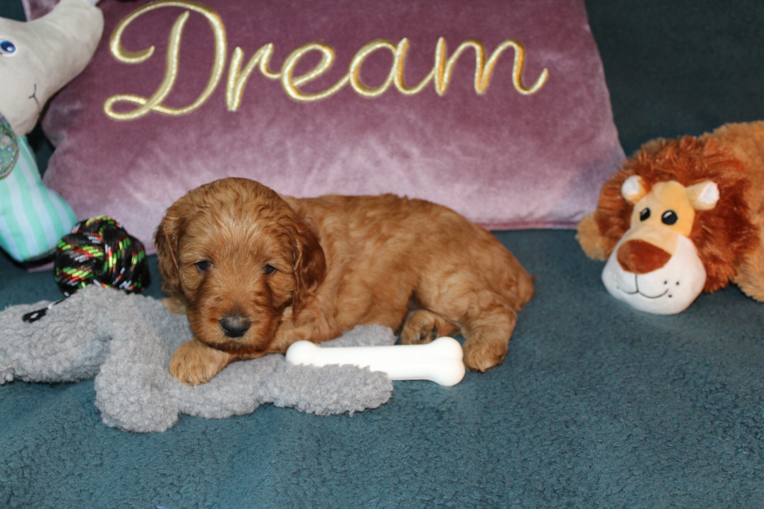 Rare Clumberdoodle Puppies!! 7 to choose from!!πClick on Me!! - Image 16