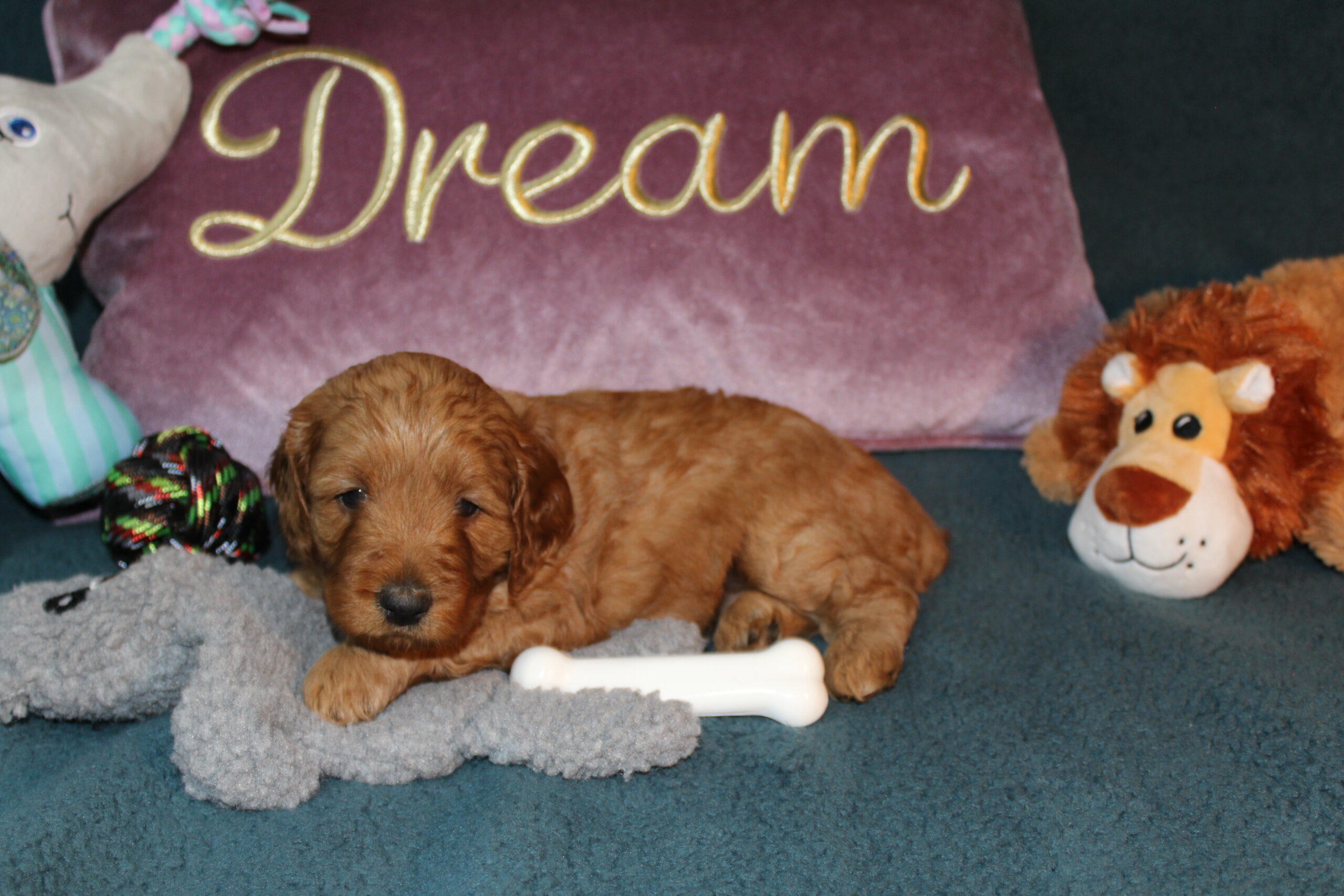 Rare Clumberdoodle Puppies!! 7 to choose from!!πClick on Me!! - Image 4