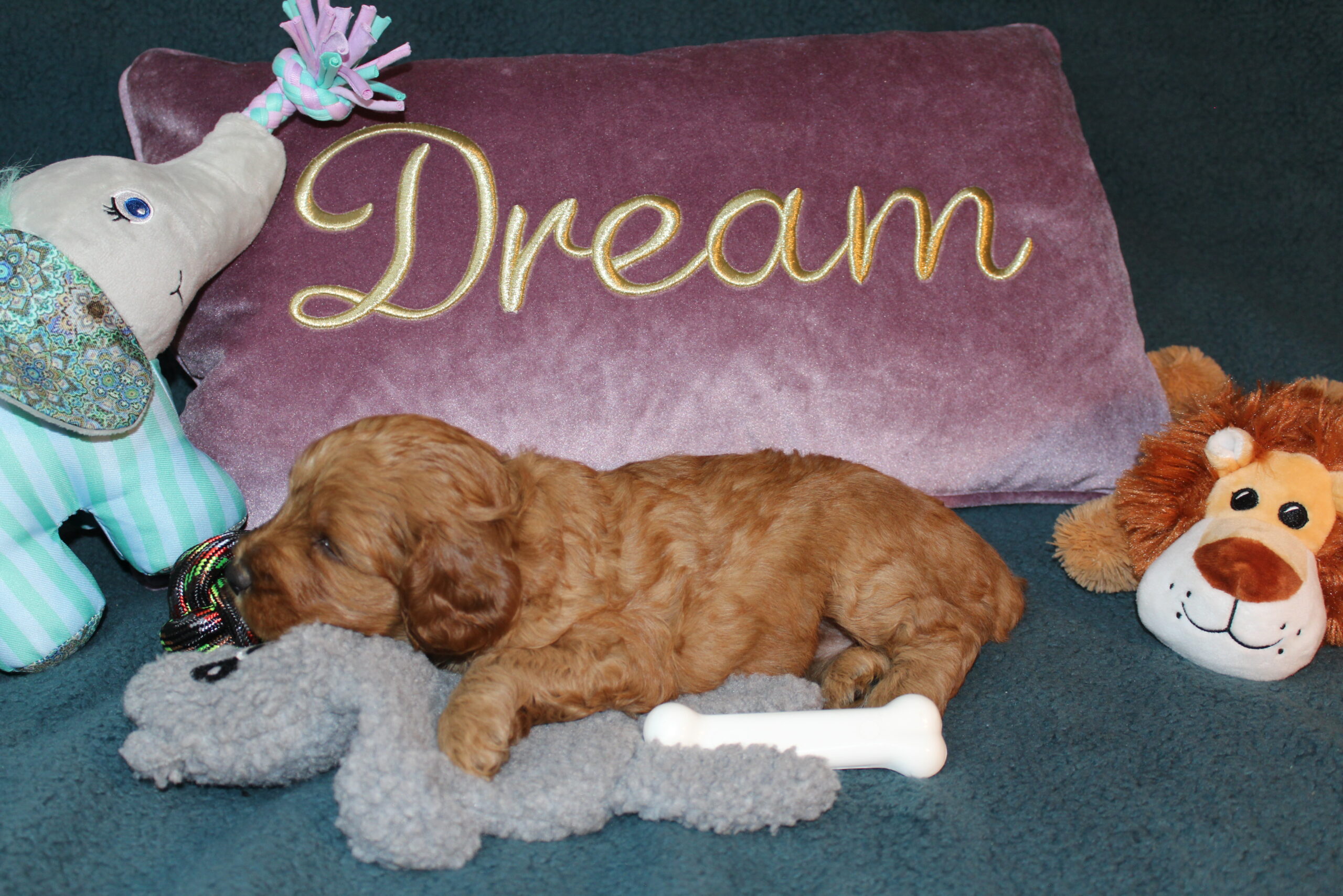 Rare Clumberdoodle Puppies!! 7 to choose from!!πClick on Me!! - Image 8