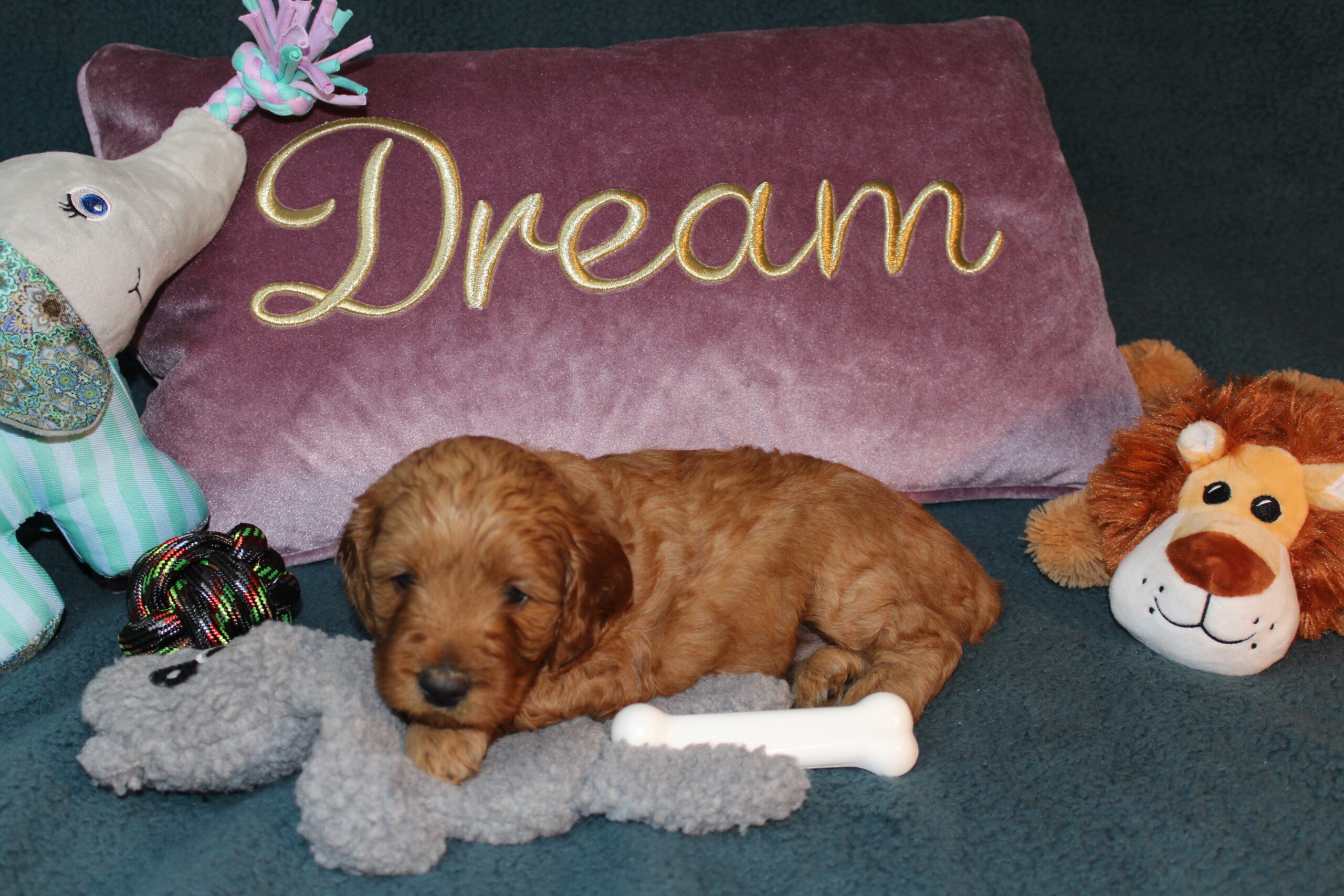 Rare Clumberdoodle Puppies!! 7 to choose from!!πClick on Me!! - Image 6